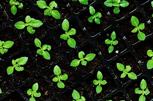 12 Easy DIY Seed Starting System Ideas – Mother Earth News