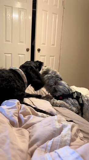 Funny Cockapoo Moments That Will Make You Laugh