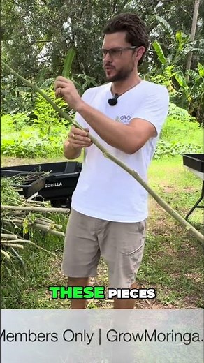 Growing Moringa Trees Simple Method to Propagate from Cuttings