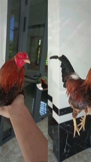 2 cha con nó ko khác j mấy nhỉ 🥰😁😁