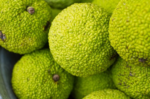 Hedge apples: What are they used for?