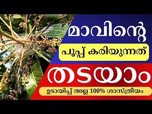 These mistakes are the reason why your mango blossoms are falling. My Mango Flowers Are Falling! ...