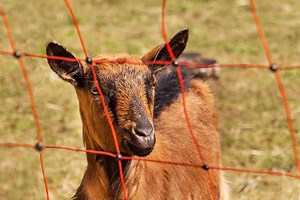Electric Fence for Chickens and Goats