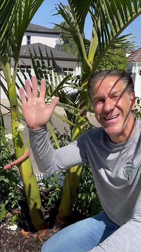 How To Train Palm Trees