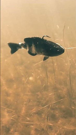 Bluegill eaters 😍