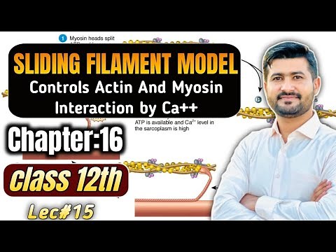 Sliding filament model | cross bridges control | controlling actin and myosin interaction by Ca++