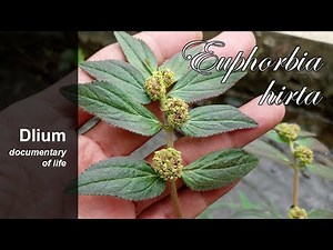 Asthma plant (Euphorbia hirta) - part 4