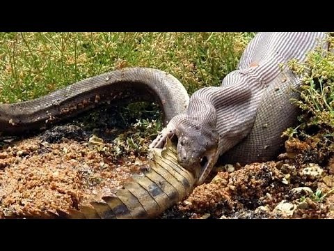 LIFE | CROCODILE EATEN BY ANACONDA