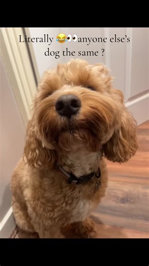 Cute Cockapoo Hilariously Mimics Owner's Anxiety | Funny Dog Compilation