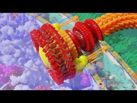 Bacterial Flagellum