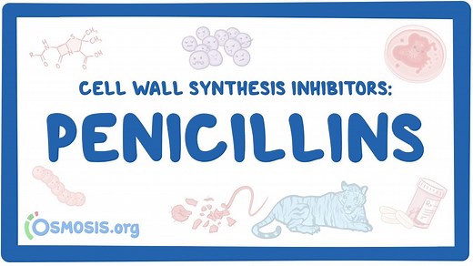 Cell wall synthesis inhibitors: Penicillins: Video, Causes, & Meaning | Osmosis