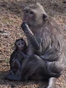 Tiny Baby Monkey Hugs Mommy Carefully #babymonkeys #wildlifeentertainment #animals