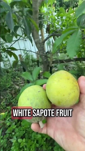 White Sapote ‘Homestead’ – Another Delicious Variety I Grow!
