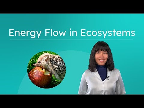 Energy Flow in Ecosystems - Food Chains and Food Webs