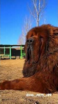 facts about Tibetan mastiff dog breed #shorts #facts #pets #dogs #tibetanmastiff
