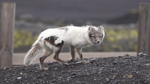 The Arctic Fox: Stunning Close-Up Footage in Their Polar Habitat