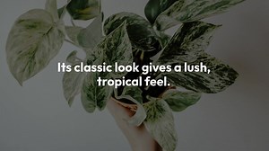 Golden Pothos vs Neon Pothos