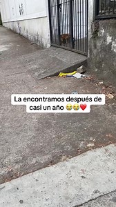 Hace casi un uño,alguien con mala intención se la llevo de nuestra casa,lá buscamos por muchos meses,lloramos y sufrimos muchísimo,después de casi un año lá volvimos a encontrar 😭😭😭😭 ya está en casa con nosotros 😭😭😭 #judiivillegas #perritos #perdida 😭😭❤️❤️❤️