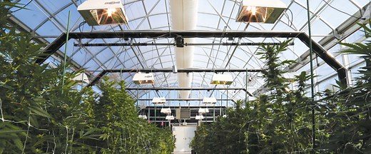 The Definitive Guide To Why Growing Cannabis In A Greenhouse Is Better | GrowSpan
