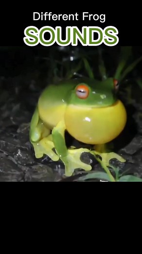 Different Sounds of Frogs: Frog Noises, Tree Frog Sounds, Amphibians