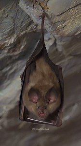 Vampire Bat #vampire #bat #beautiful #squeak #vampirebat #mountain #cute #nature #wildlife HA23362 | HAWI Studios