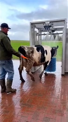 Farm Cow Gets a Full Clean-Up in the Washing Machine! 🐄🧼😂 #shorts