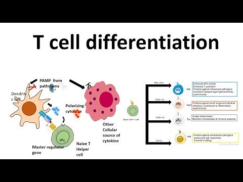 T cell differentiation (role of cytokines in T cell differentiation)