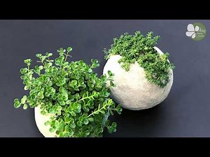 DIY Cement Balloon Planter