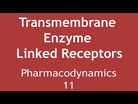 Transmembrane Enzyme Linked Receptors (Pharmacodynamics Part 11) | Dr. Shikha Parmar