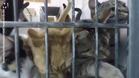 This harrowing lab treatment of monkeys calls for law change in the UK