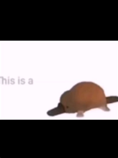 Top 5 Goofy Animal Moments That Will Make You Laugh