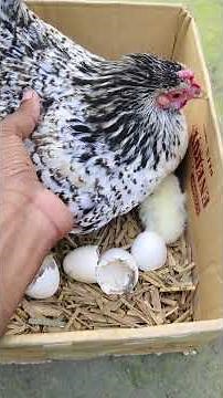 Egg cellent Adventures Backyard Chickens & Egg Hatching 🐓 Hatch Chicks🐣 at Home Easily!