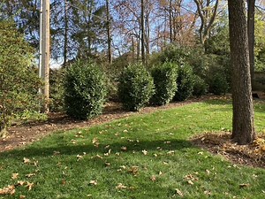 Are skip laurels reliably hardy in zone 6?  Extensive...