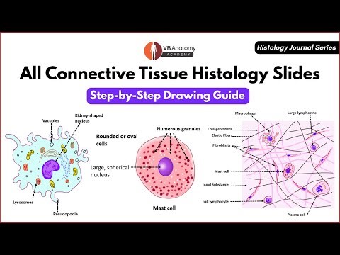 How to Draw Connective Tissue Histology Slides | Histology Journal Series
