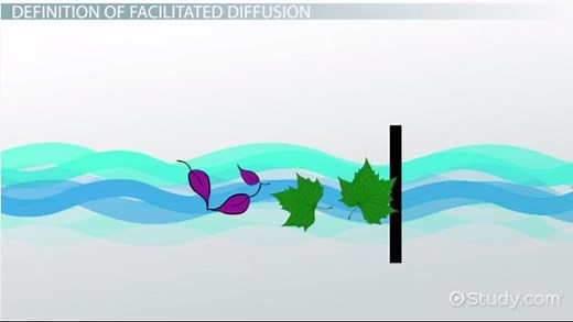 Facilitated Diffusion | Overview, Importance & Examples