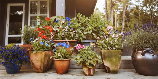 An expert guide to container gardening