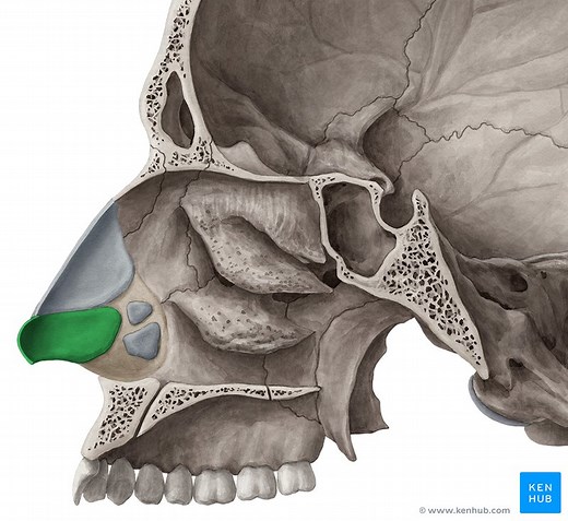Lateral wall of the nasal cavity