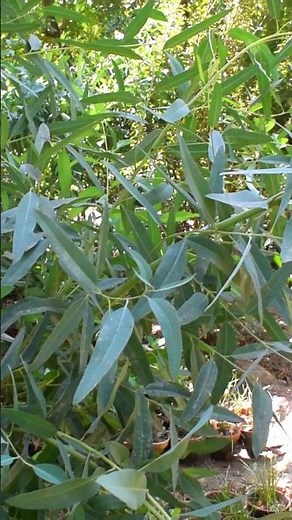 How to grow eucalyptus tree | Eucalyptus tree hurble benefits | #shorts
