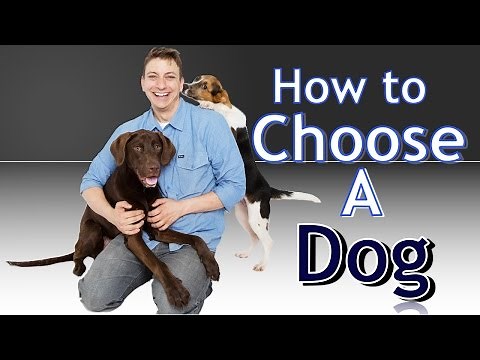 Training 4 Different Dogs: How to choose the BEST Dog for You!