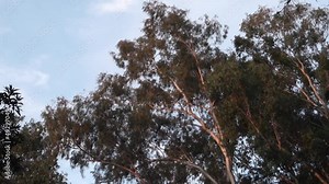 Gum tree, Eucalyptus is a genus of over seven hundred species of flowering trees, shrubs or mallees in the myrtle family, Myrtaceae, they are commonly known as gums or eucalypts.