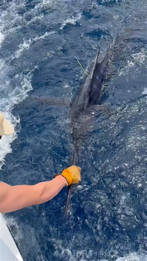 🎣🔥 Thought I’d share how well the TimeZero and Ocean-O went on the weekend! We’ve set up this system, thanks to Furuno New Zealand, to run through our Garmin screens, and honestly, it’s such an impressive setup. It helped us narrow things down to where the fish might be. This is just a small glimpse of what this system can do. If you want a more detailed look check out the video link below. https://www.youtube.com/watch?v=b57bsmlWltw #timezero #furunonz Electronic Navigation Ltd (ENL) | Bluefi