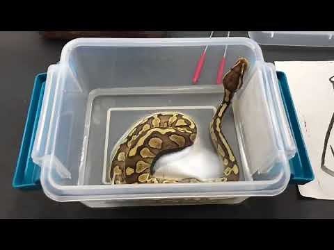 How to get your stubborn Ball Python hatchlings to eat their first meal.