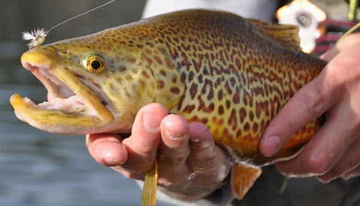 Tiger Trout Fishing Guide: How to Catch, Clean, & Cook!