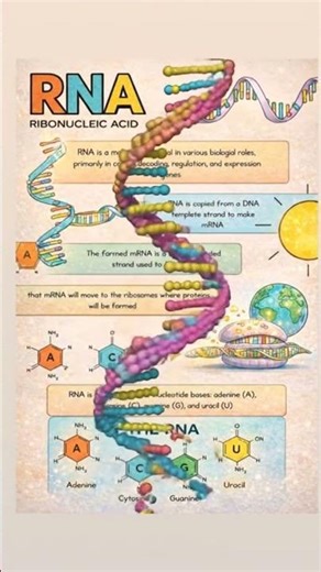 Structure of RNA #science #nucleicacids #science #animation #cell #animation #trendingshorts