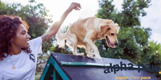 How To Build A Dog Agility Ramp