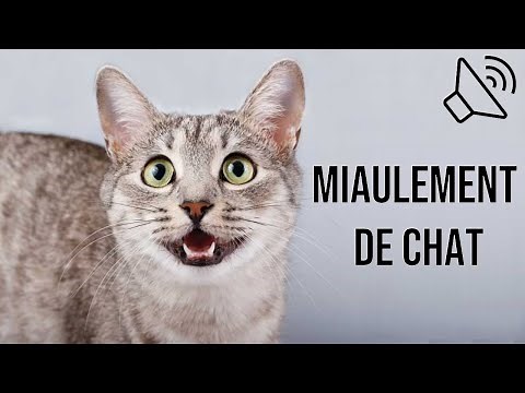 Miaulement de chat