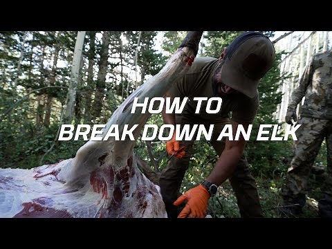 How to Field Dress an Elk (Gutless Method) | Hoyt Hunting Tips