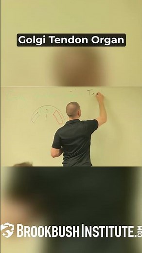 The Nervous System and Receptors - Golgi Tendon Organ