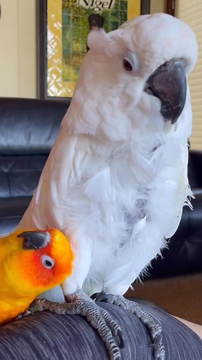 885K views · 21K reactions | Thyme and Sweet Pea have always had a...