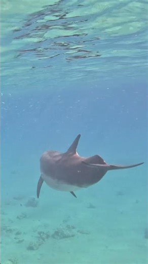 Bottlenose Dolphin Right in the Action 🐬📸🌊